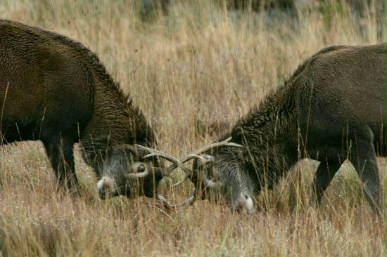 Red Deer <i>Cervus elaphus</i>